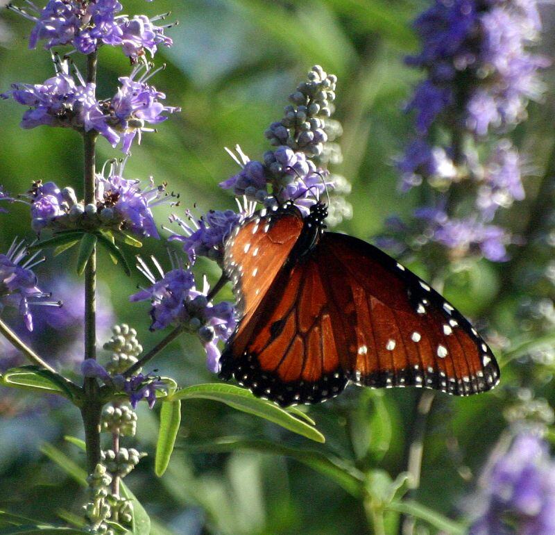 Vitex tree