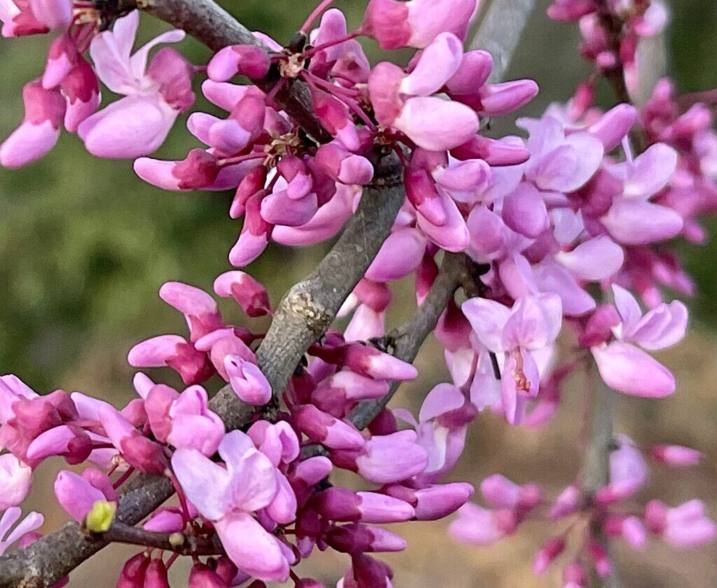 cc-Eastern_Redbud_Tree