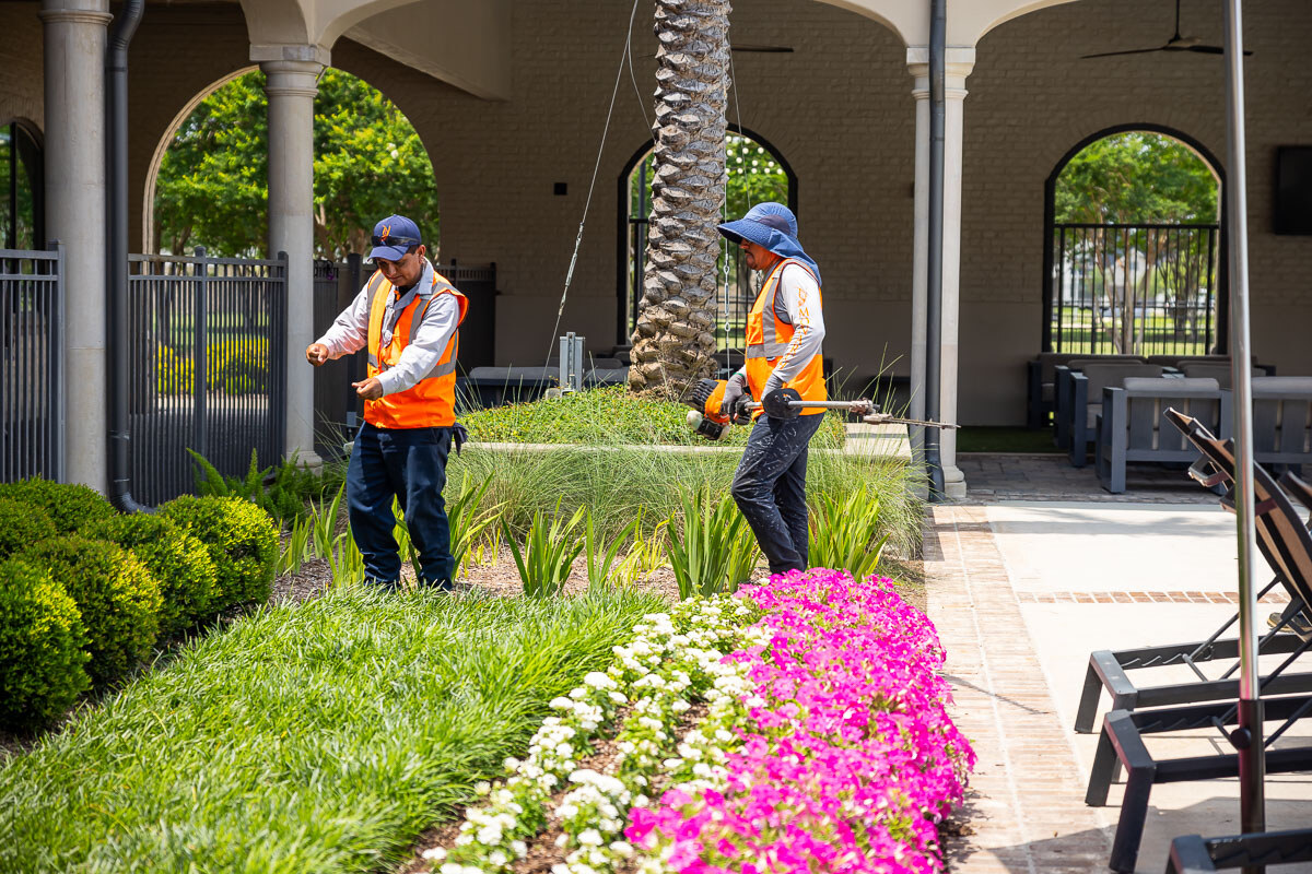 landscape maintenance team looks at landscape with palm tree