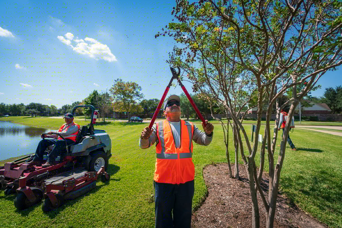 landscape maintenance team prunes trees
