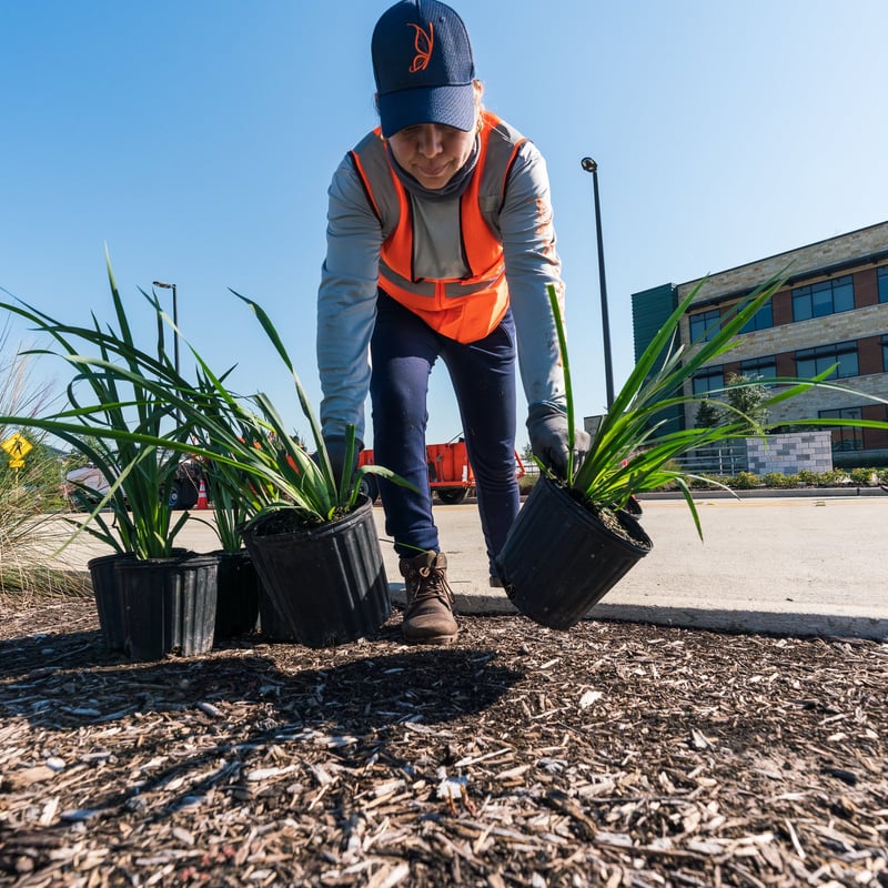 landscape professional places plantings to be installed