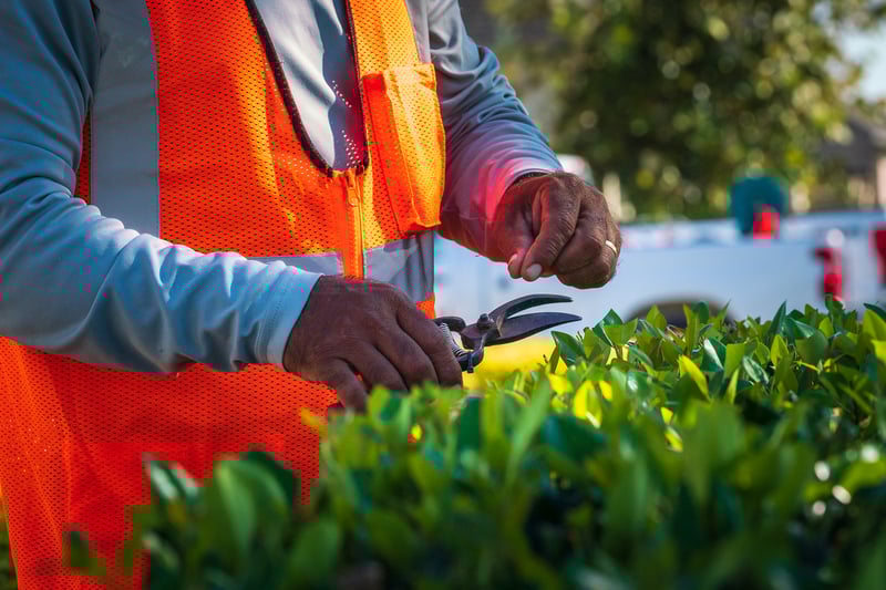 landscape professional trims bushes
