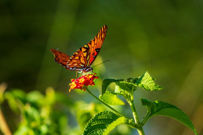butterfly on plant
