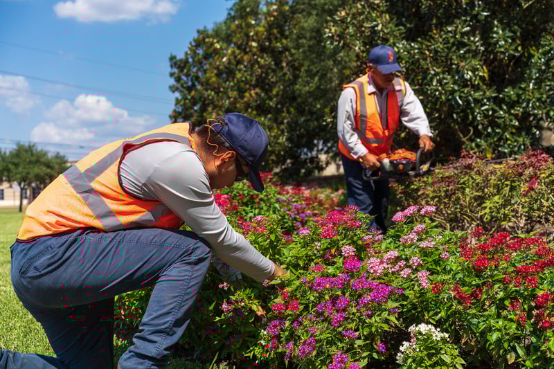 landscape maintenance team weed and trim plantings