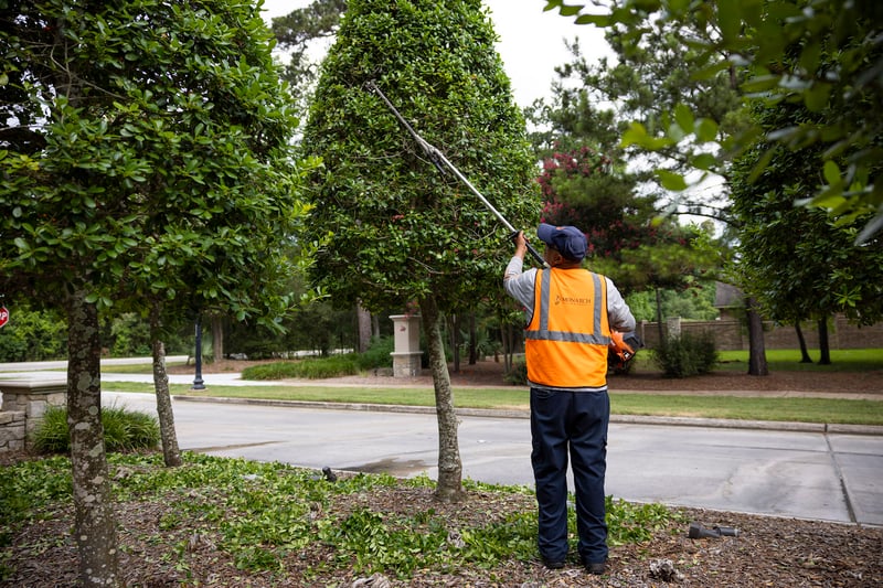 plant care team trims trees 