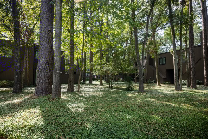 Ethans Glen-ground-ivy-pine-trees
