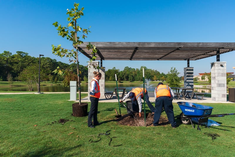 landscape crew plants tree
