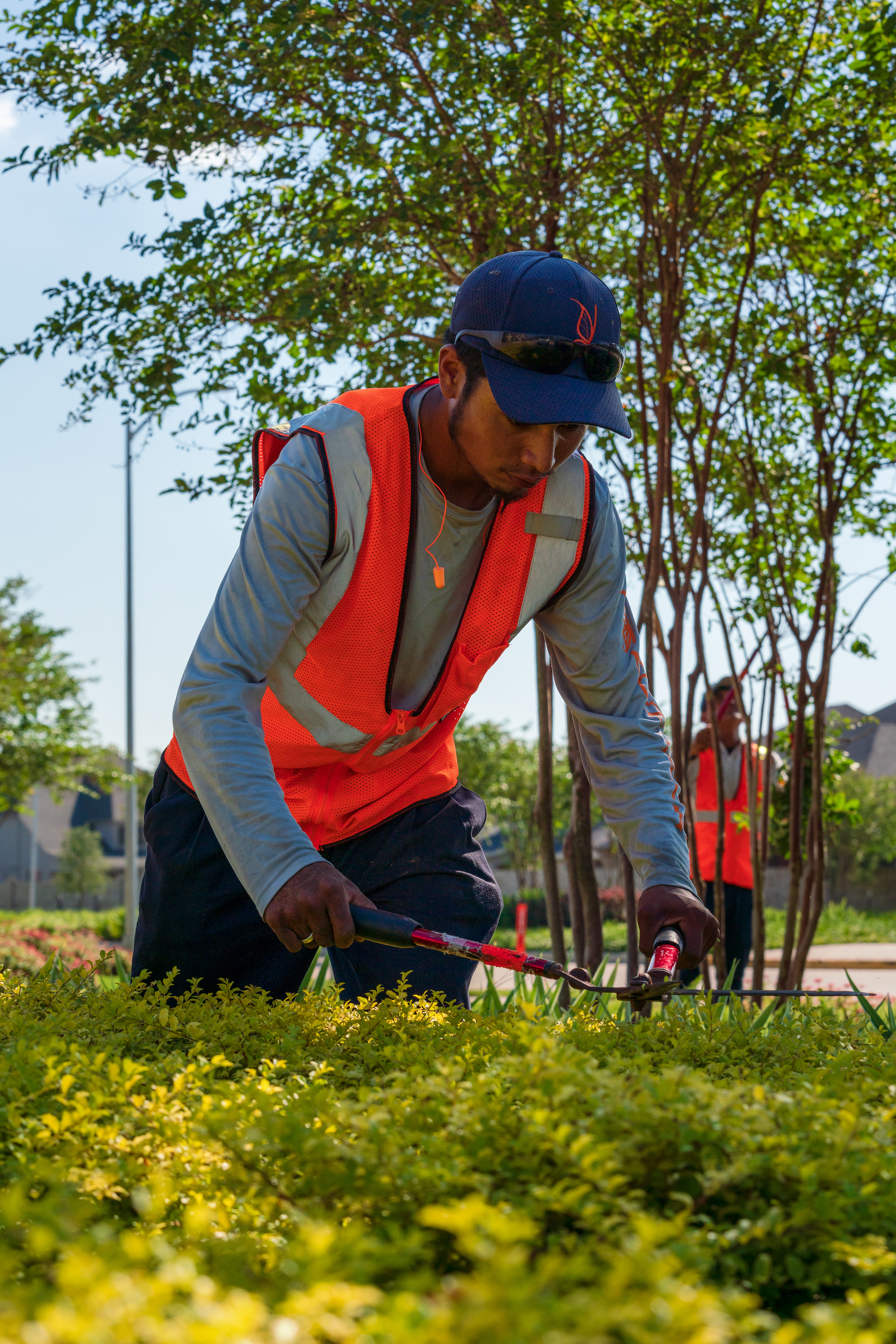 crew-landscape-maintenance-trimming-pruning